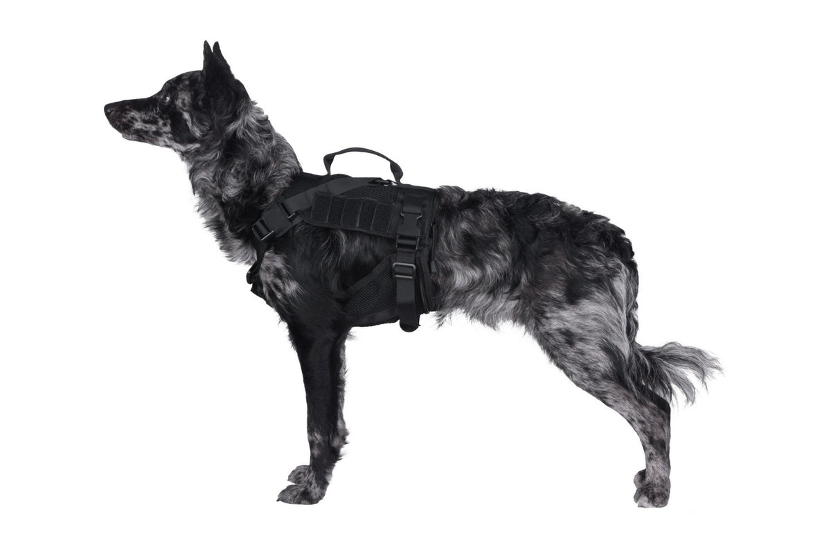 Tactical dog harness Ochia - Black