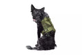 Tactical Dog Harness - Olive