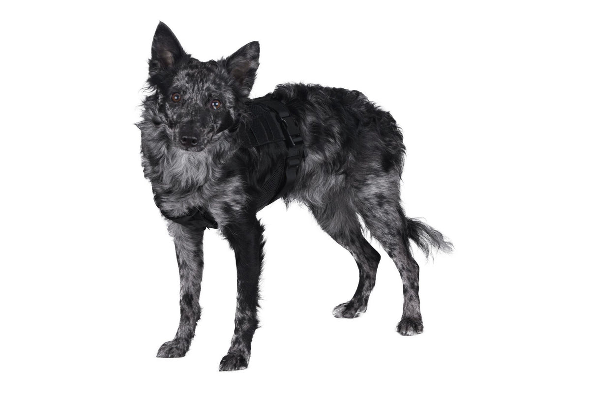 Tactical Dog Harness - Black