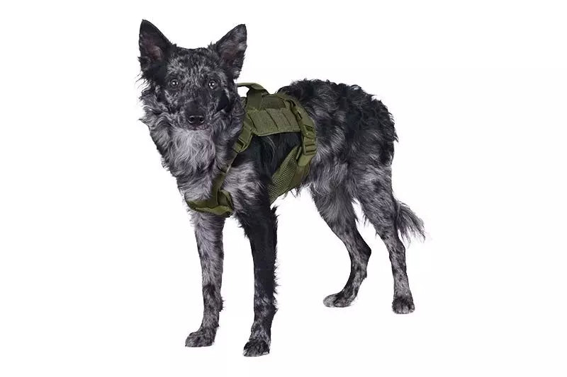 Tactical Dog Harness - Olive Drab
